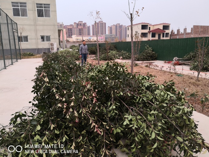 捐阳光家园树林  送托养残疾人绿荫